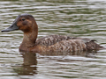 Common Pochard